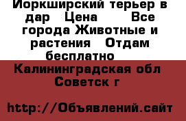 Йоркширский терьер в дар › Цена ­ 1 - Все города Животные и растения » Отдам бесплатно   . Калининградская обл.,Советск г.